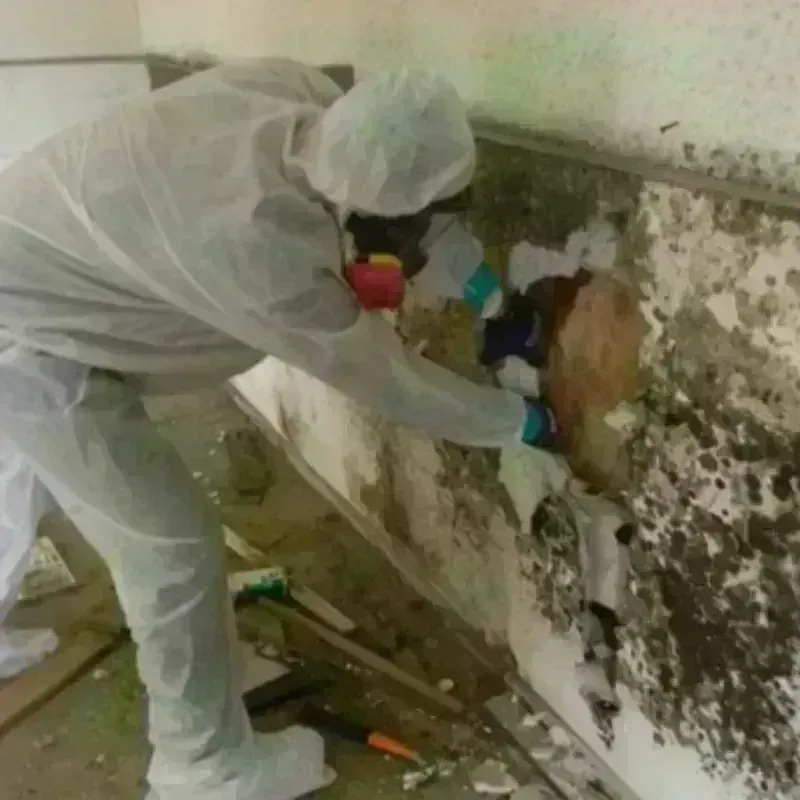 Mold Remediation and Removal in Manistee, MI